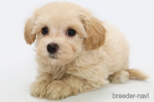 成約済の神奈川県のマルプー:マルチーズ×トイプードル-322045の1枚目